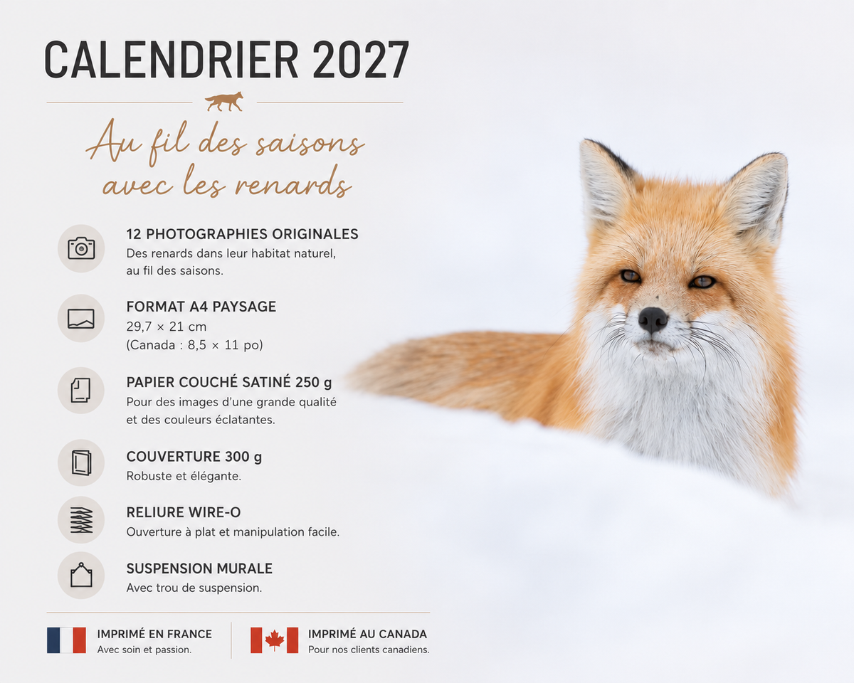 Calendrier 2027 – Au fil des saisons avec les renards