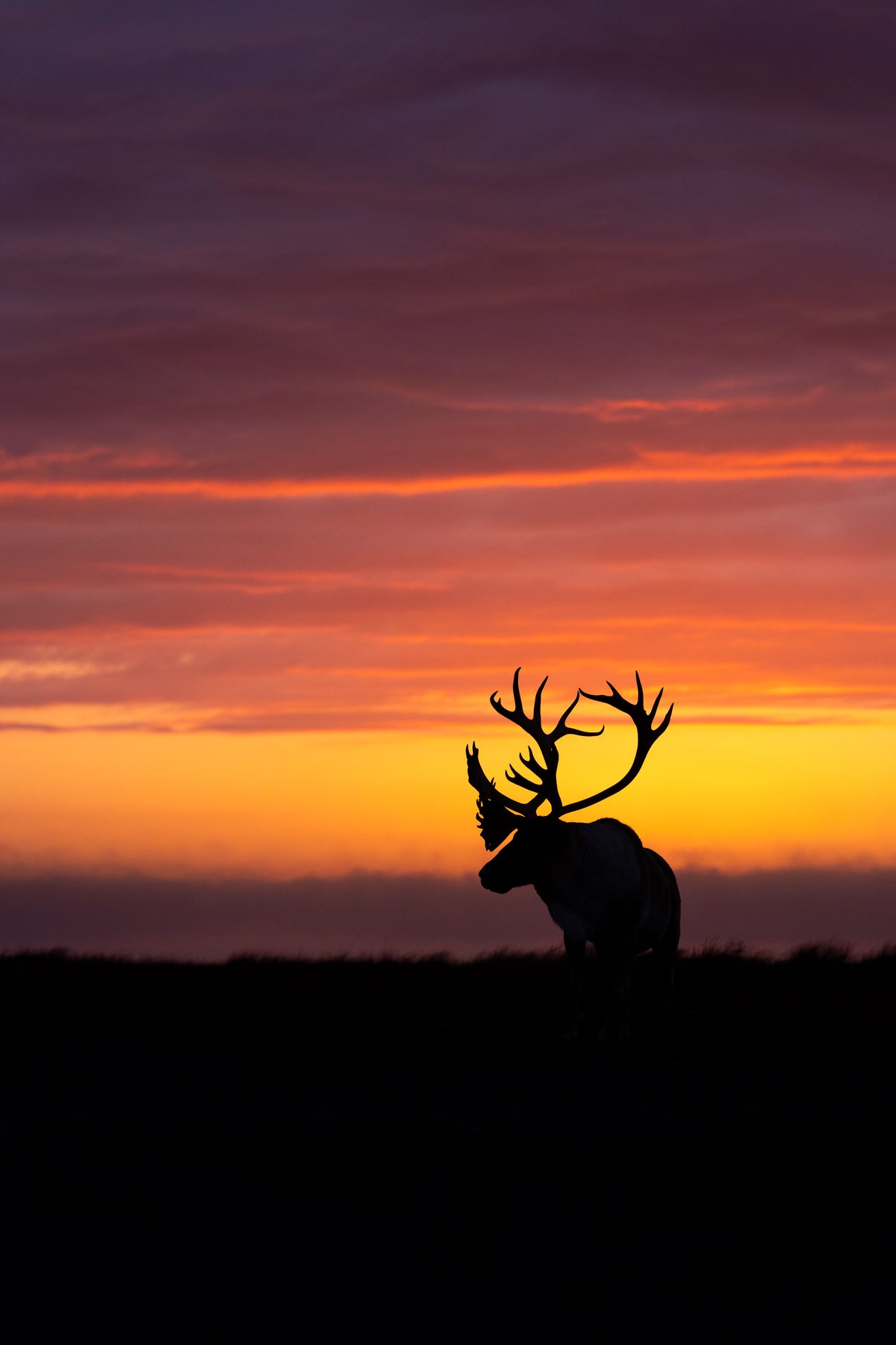 Silhouette d’un grand caribou aux bois imposants sous un ciel rouge, orange et pourpre dans les dernières lumières du jour.