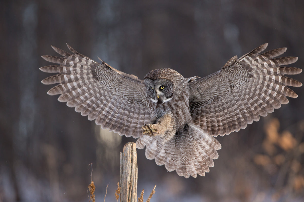 Chouette lapone en plein atterrissage au Québec, les grandes ailes déployées, la queue en éventail et les serres tendues vers une souche de bois.