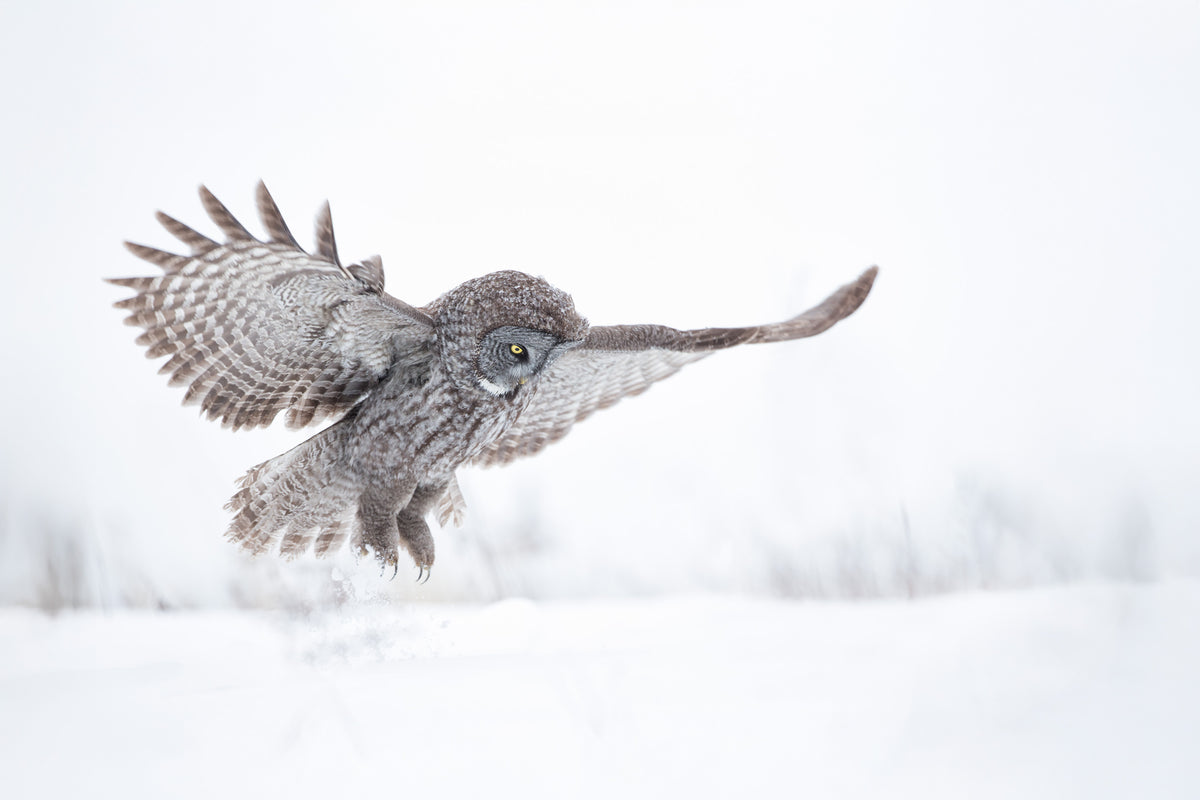 Chouette lapone en plein vol, ailes largement déployées et serres au-dessus de la neige, dans un paysage hivernal blanc du Québec.