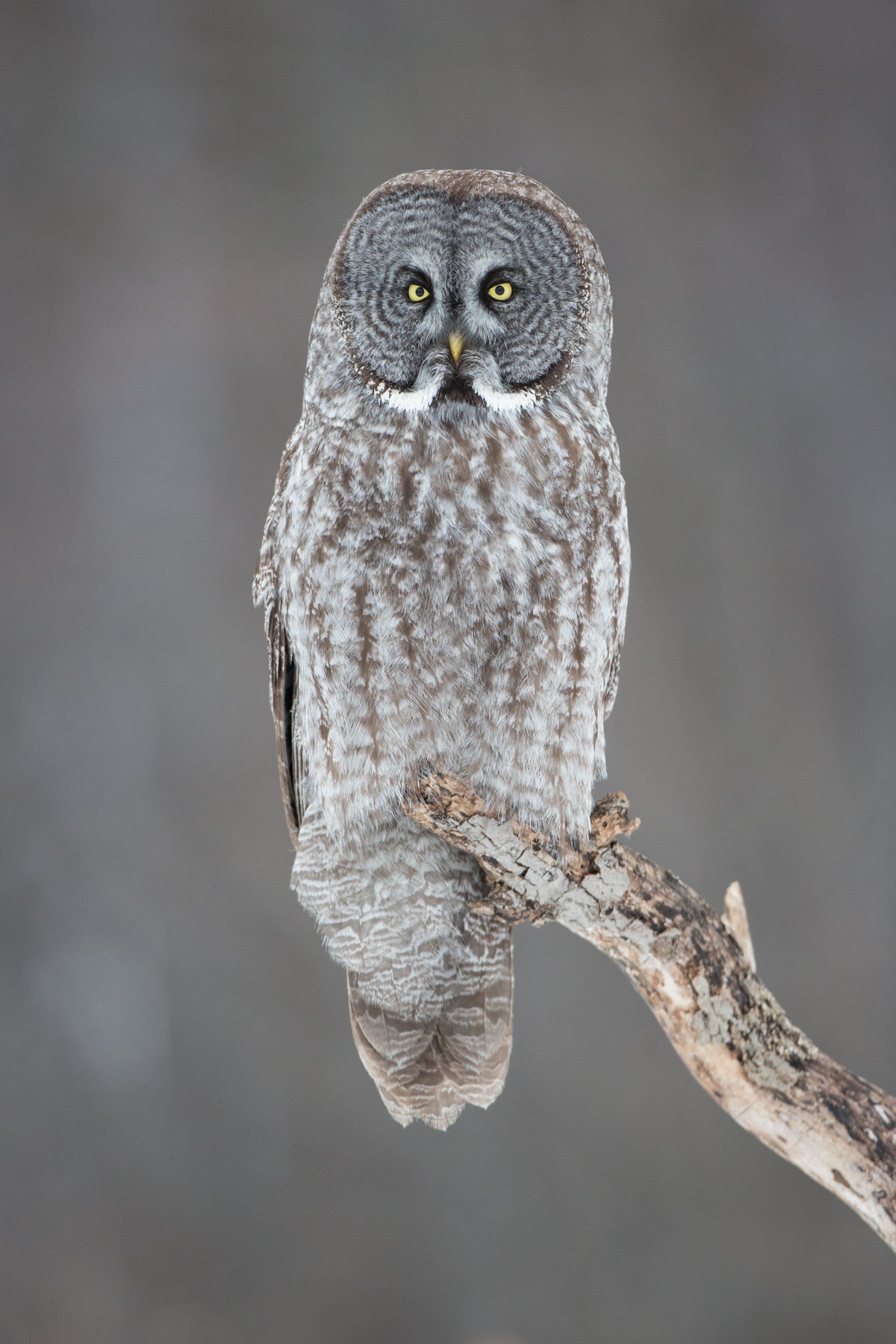 Chouette lapone perchée sur une branche, photographiée en portrait sur un fond gris uniforme. Son plumage gris et brun se fond dans l'arrière-plan, tandis que ses yeux jaunes ressortent.