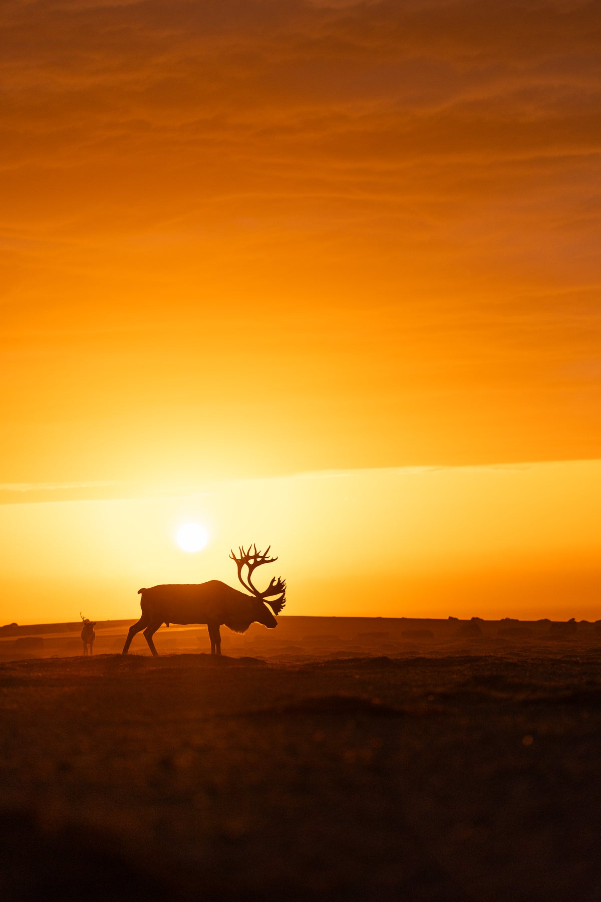 Grand caribou marchant dans la toundra devant un soleil couchant aux teintes dorées.