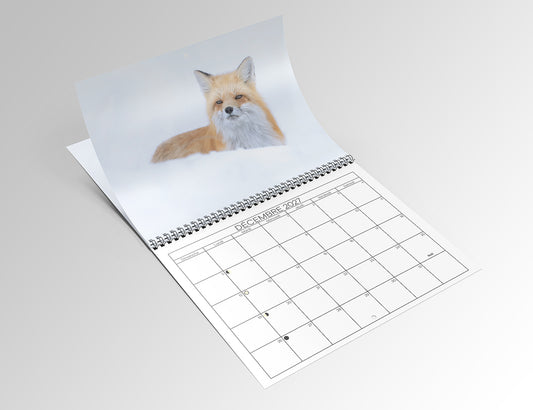 Calendrier 2027 – Au fil des saisons avec les renards