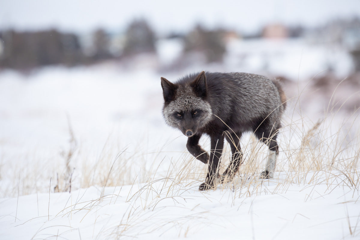 Renard argenté adulte marchant dans la neige parmi les herbes sèches, son pelage noir et argenté se détachant sur le paysage hivernal.