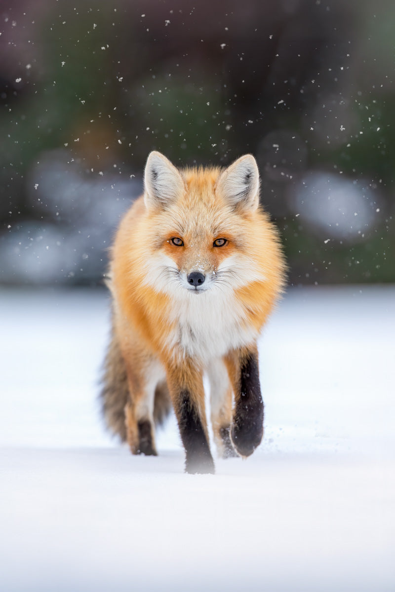Renard roux avançant dans la neige sous une chute de flocons, le regard dirigé vers l’objectif.