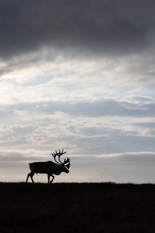 Silhouettes de caribous aux grands bois sur une crête sous un vaste ciel nuageux.