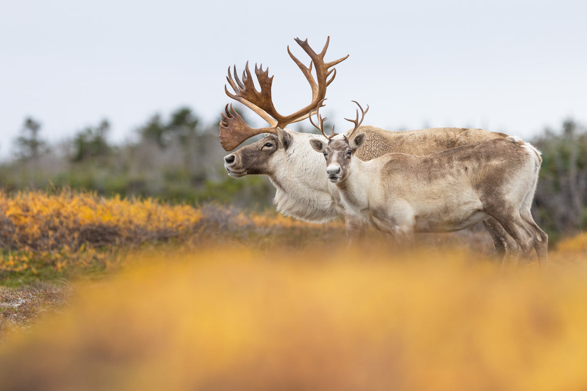 Deux caribous côte à côte dans la toundra aux couleurs automnales.