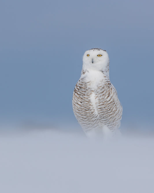 Découvrez « Entre ciel et neige », deux photographies d'un harfang des neiges au Québec, entre portrait hivernal et envol majestueux. Tirages d'art fine art.