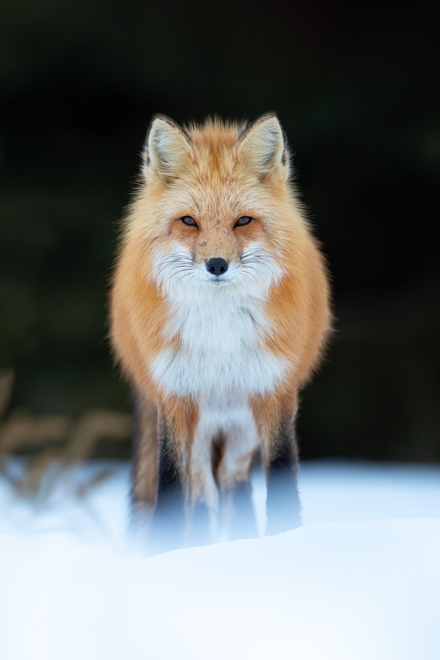 Renard roux adulte debout dans la neige, photographié de face en hiver