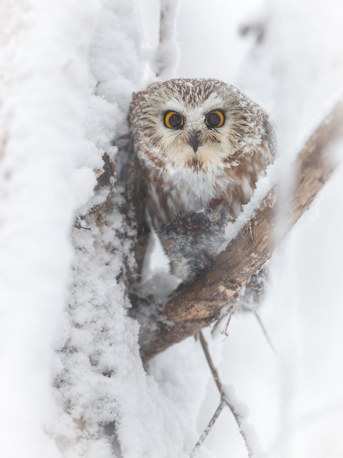 Petite nyctale aux yeux jaunes tenant sa proie, perchée entre des branches couvertes de neige dans une forêt du Québec.