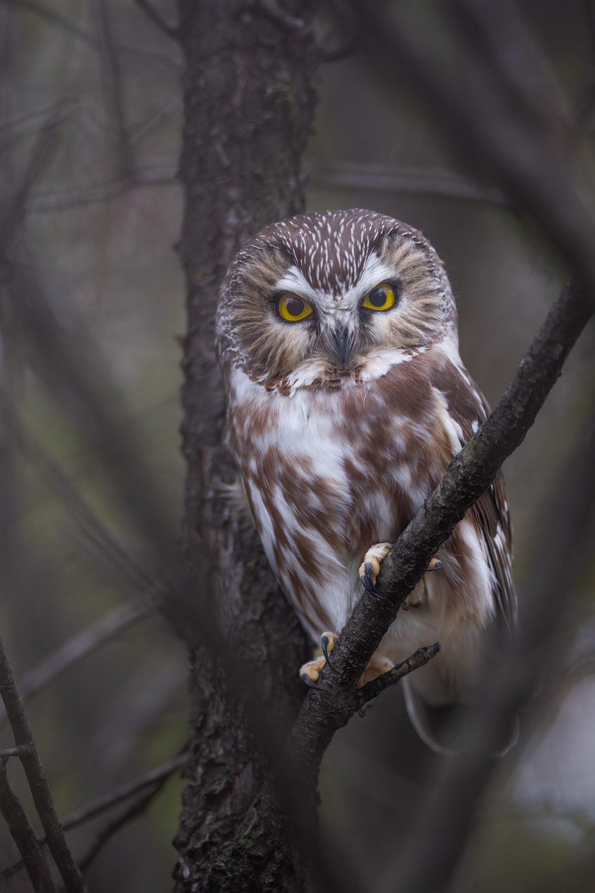 Portrait vertical d'une petite nyctale aux yeux jaunes lumineux, perchée sur une branche au milieu des arbres sombres d'une forêt québécoise.