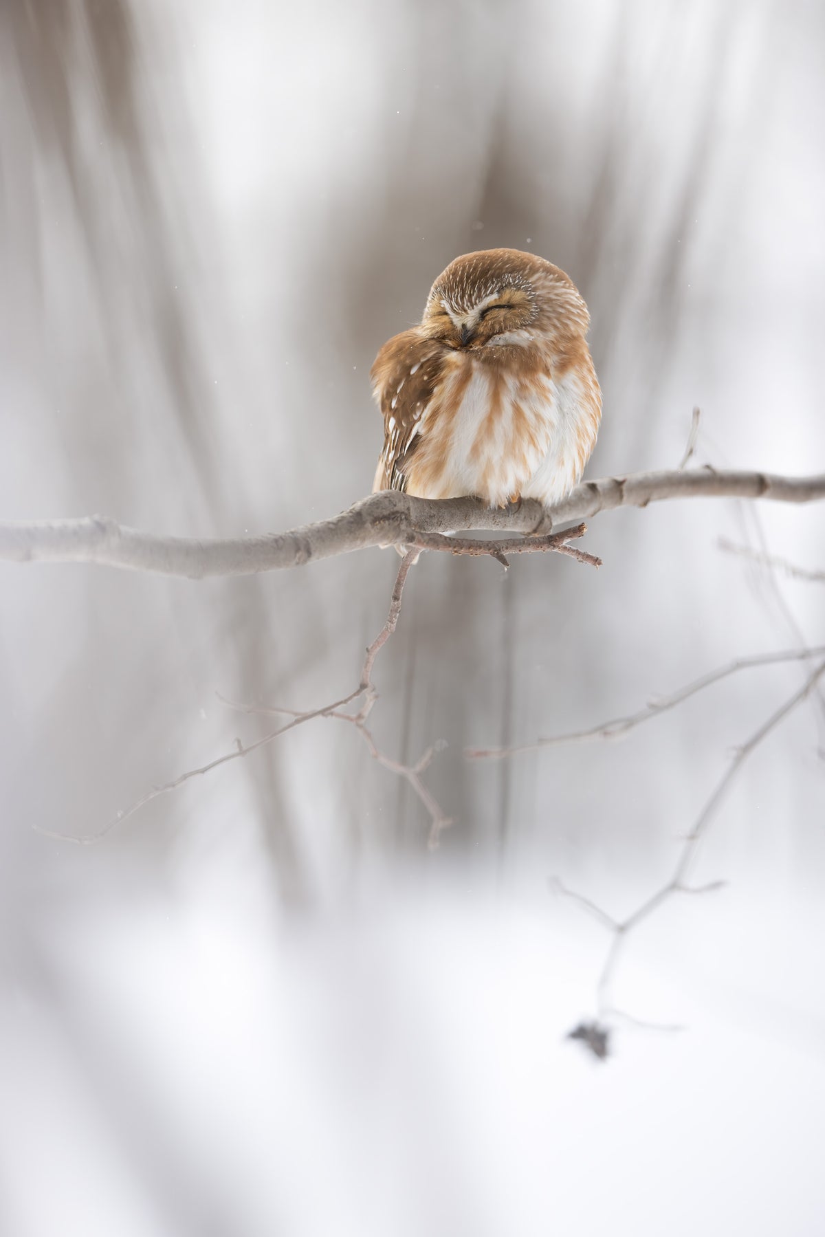 Photographie verticale d'une petite nyctale assoupie sur une branche, la tête inclinée et les yeux fermés, dans une ambiance hivernale douce et lumineuse.