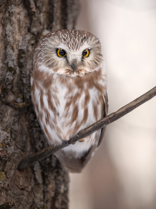 Portrait rapproché d'une petite nyctale perchée contre un tronc d'arbre, avec de fines plumes givrées autour de ses grands yeux jaunes au petit matin.