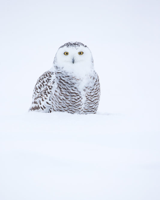 Harfang des neiges aux yeux jaunes, partiellement dissimulé derrière une épaisse couche de neige dans un paysage hivernal entièrement blanc au Québec.