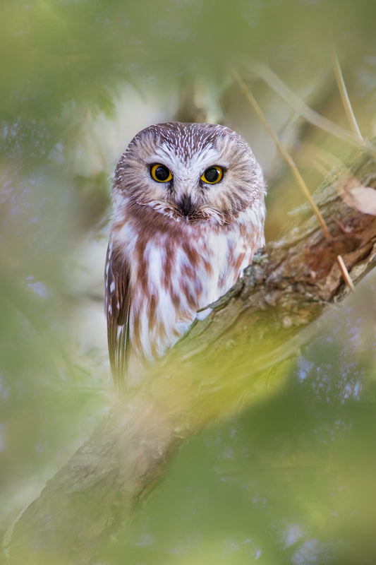 Portrait vertical d'une petite nyctale au regard perçant, nichée parmi les branches et encadrée par une végétation verte et douce.