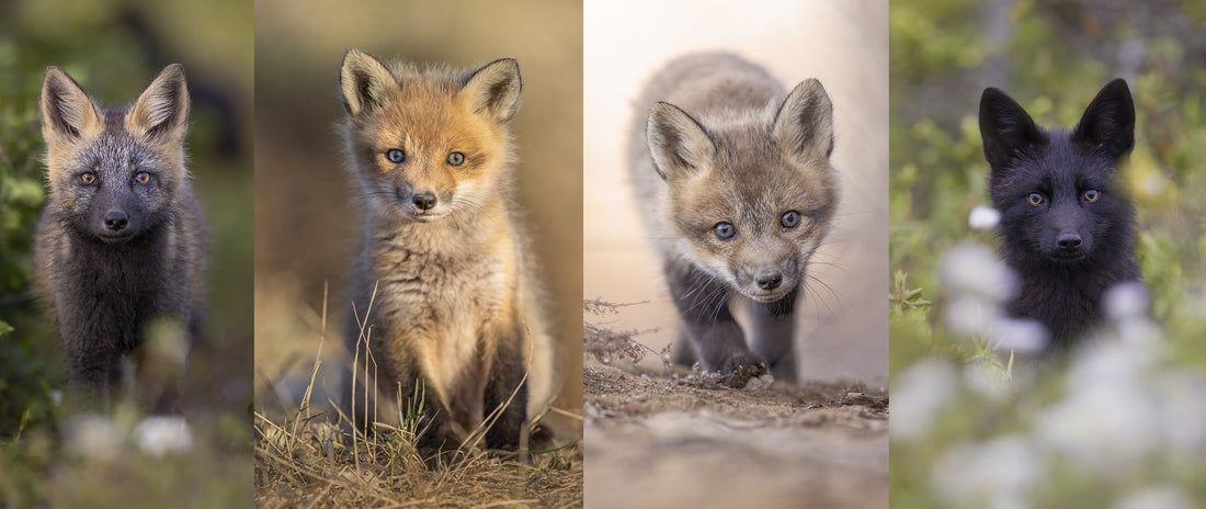 Une saison avec les renards – Mes plus beaux moments en vidéo