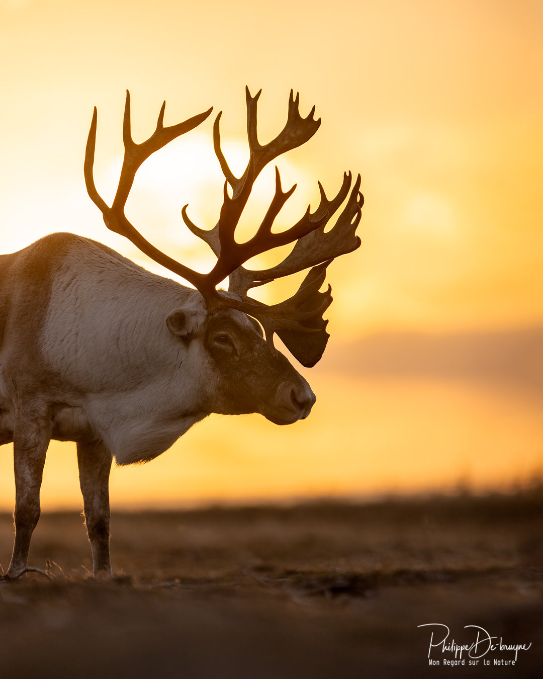 Caribous