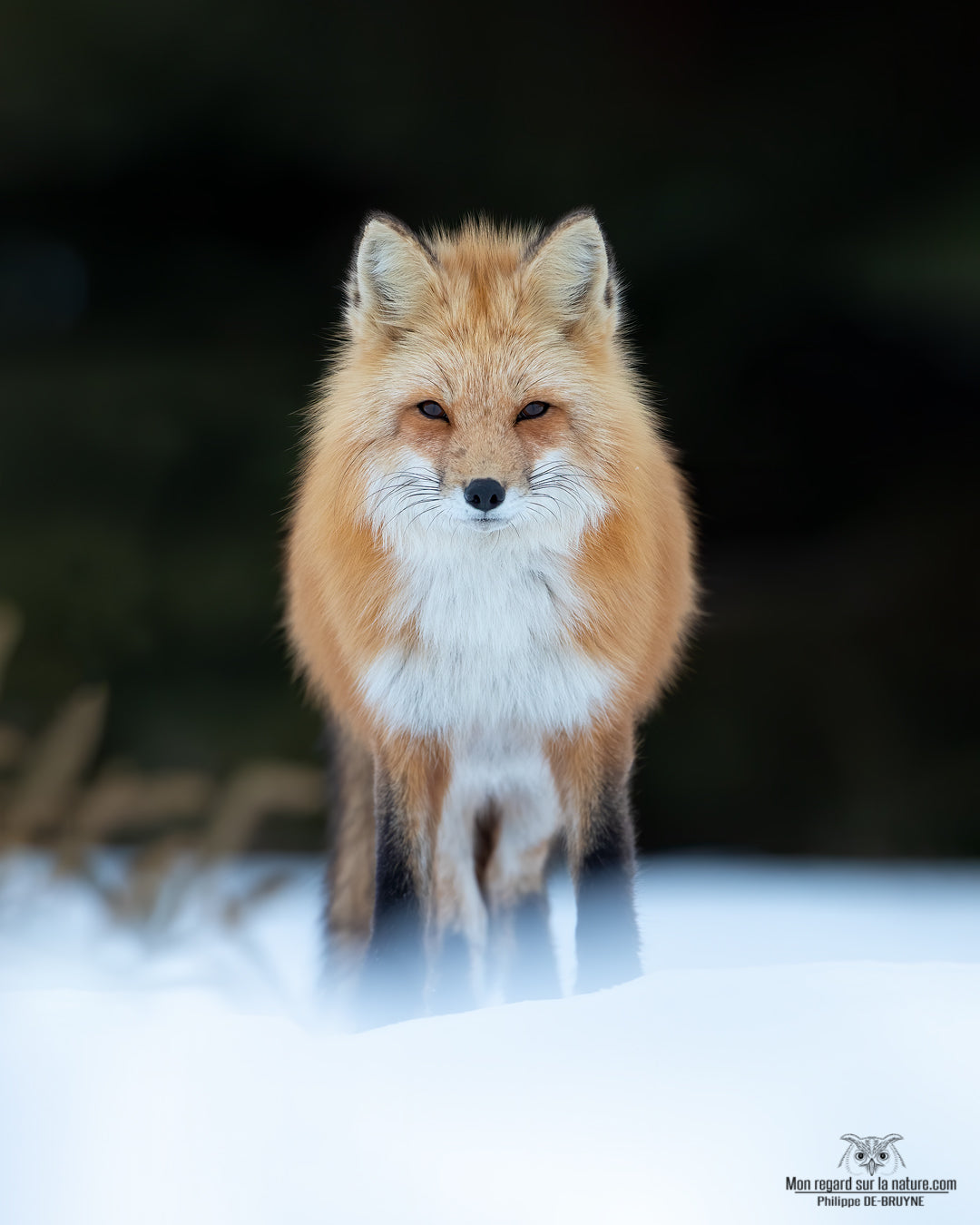 Renards