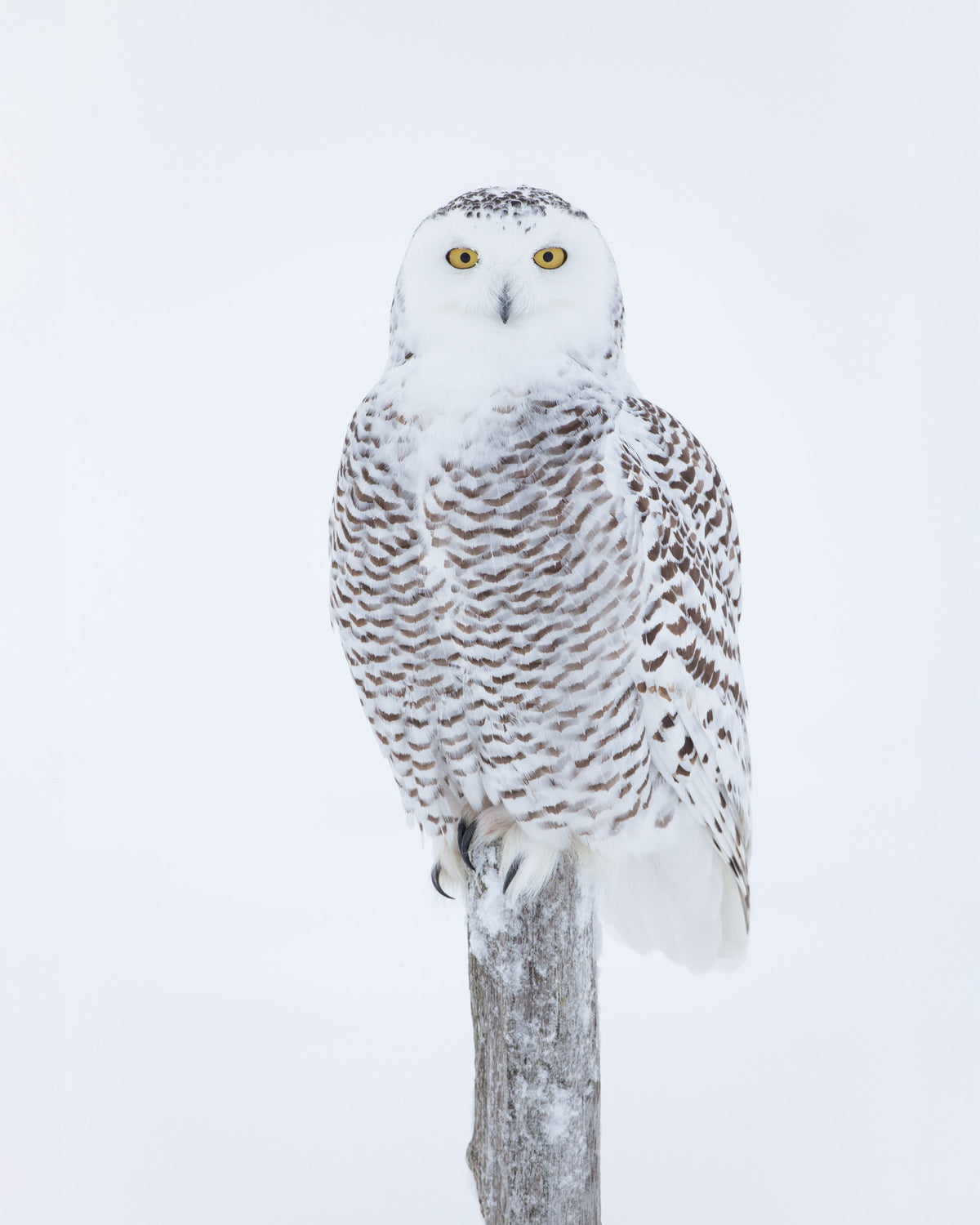 Harfangs des neiges