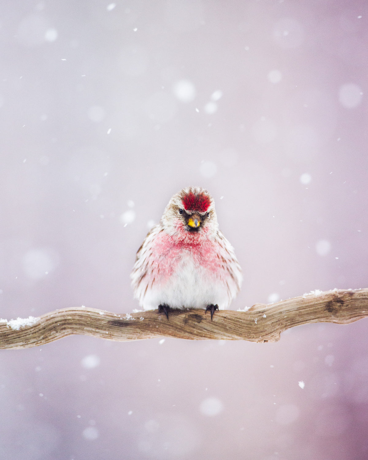 Les oiseaux