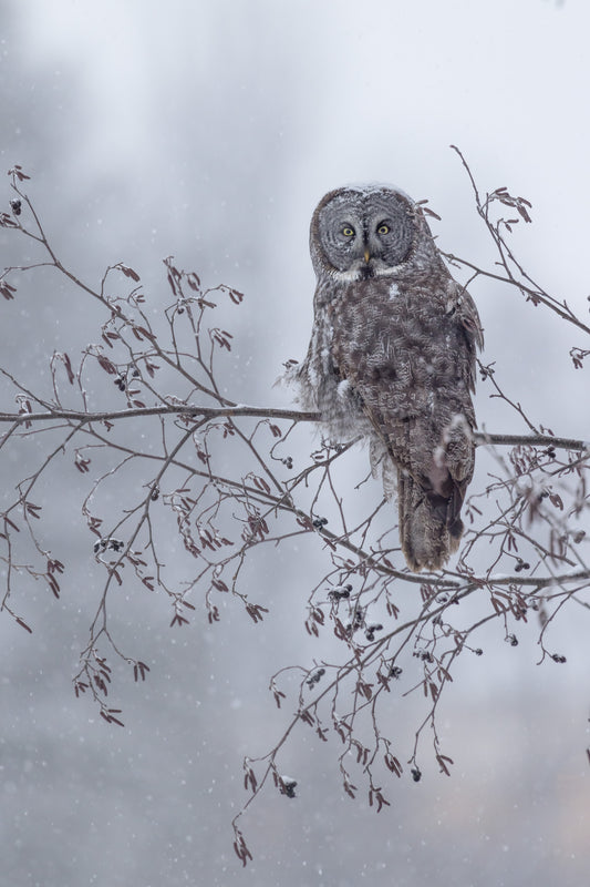 Chouette lapone perchée parmi les branches d'un arbre sous une légère chute de neige, dans une forêt hivernale du Québec.