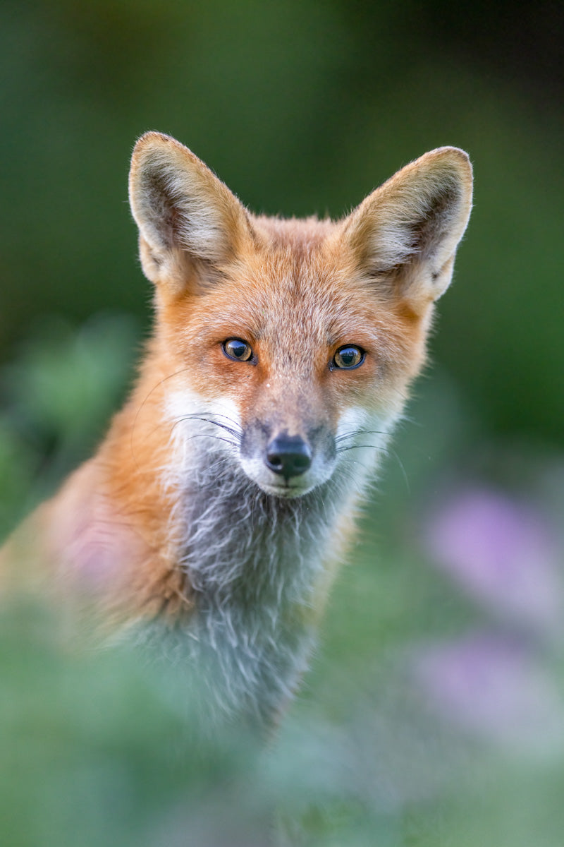 Portrait d’un renard roux dans un champ de trèfle, regardant directement vers l’objectif.