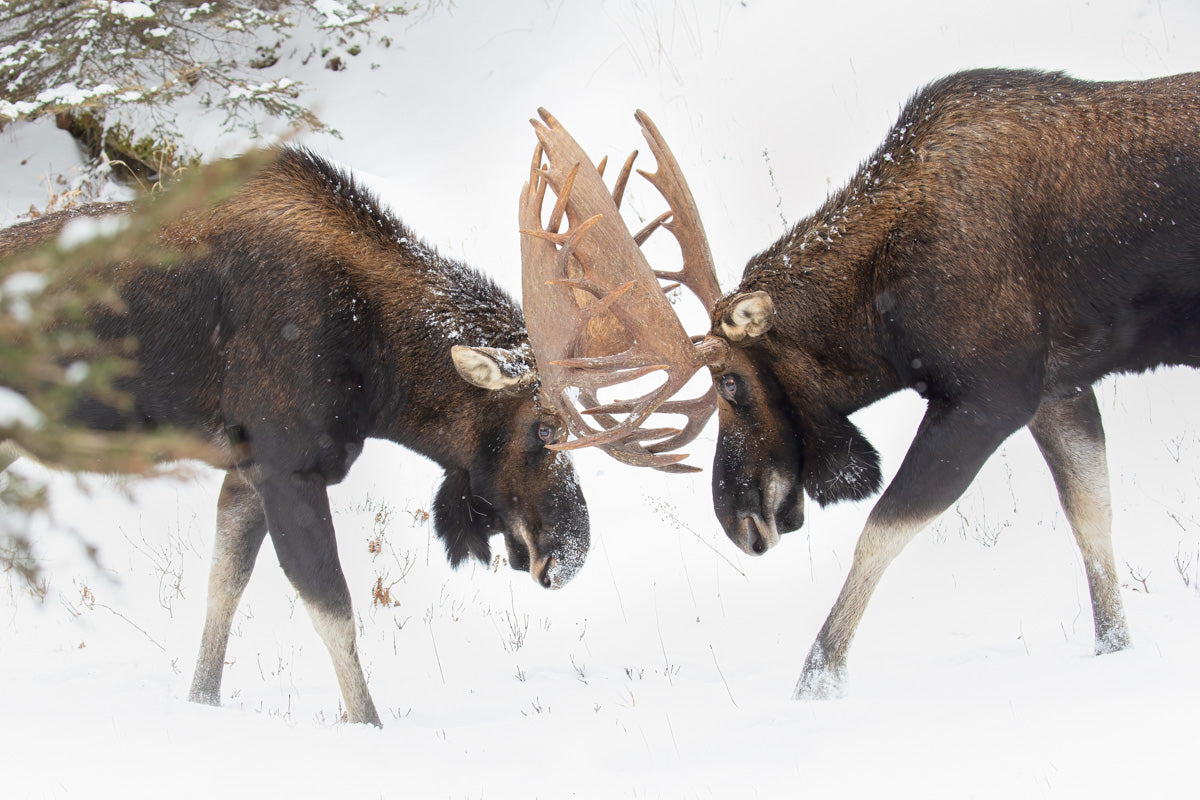Deux orignaux mâles aux imposants bois s’affrontant dans la neige au cœur de la forêt.