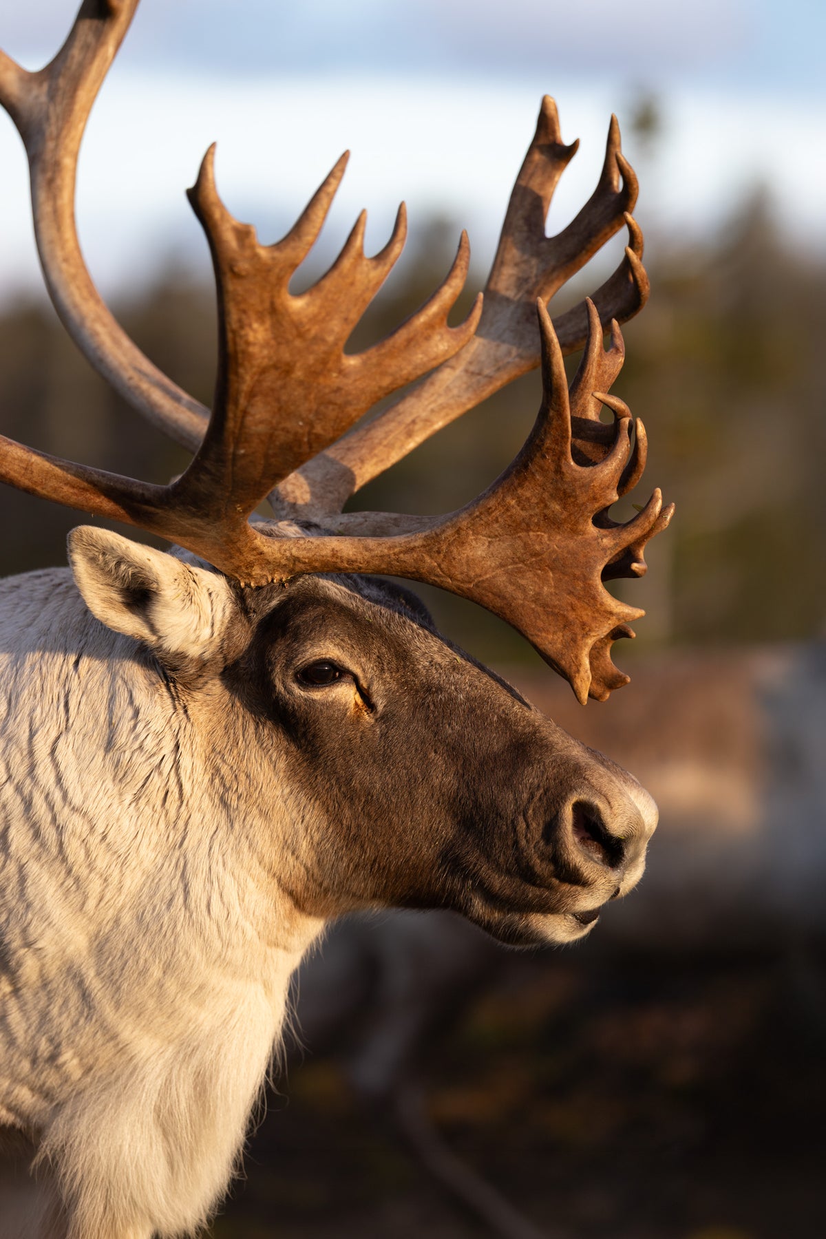 Portrait rapproché d’un caribou aux bois imposants éclairé par une douce lumière dorée.