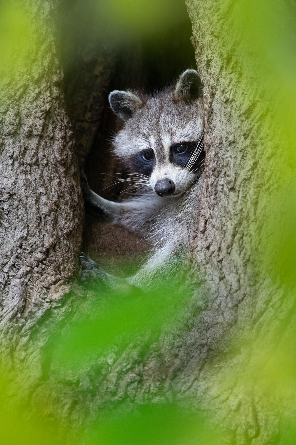 Jeune raton laveur installé dans le creux d’un arbre, entouré par la végétation verte.