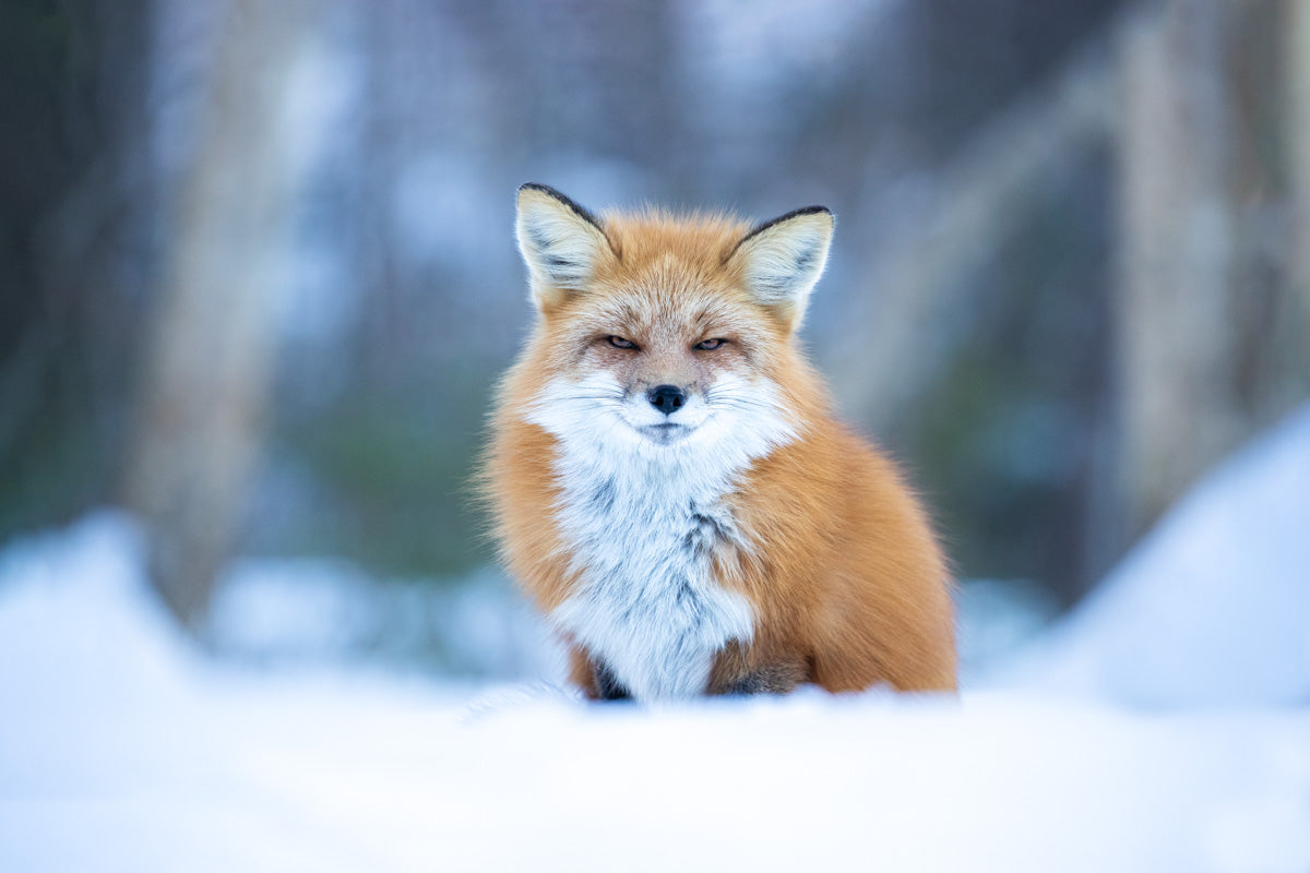 Renard roux adulte debout dans la neige, photographié de face en hiver