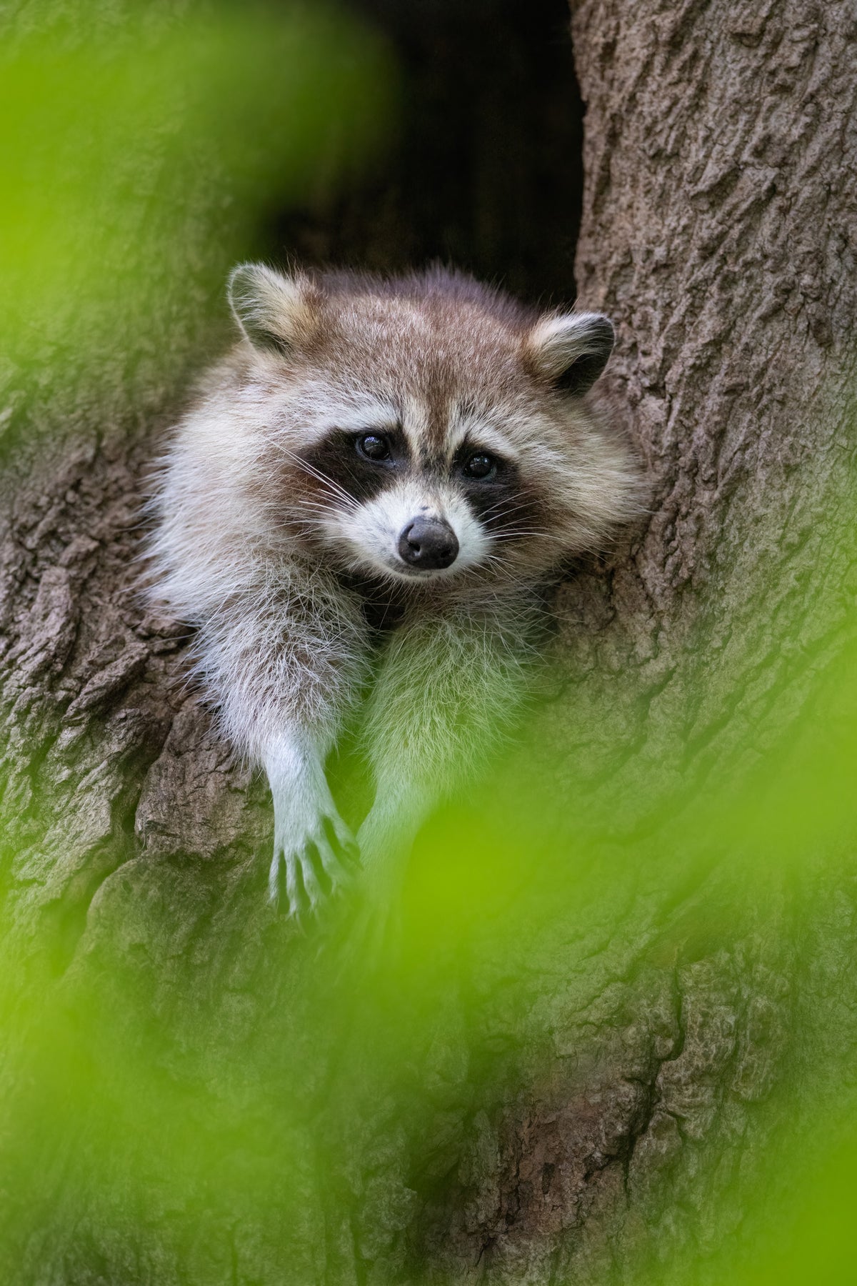 Raton laveur paisiblement installé dans le creux d’un arbre, une patte pendante, entouré de verdure.