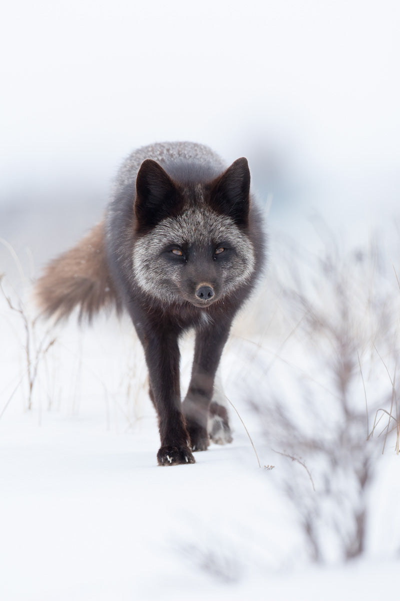 Renard argenté adulte marchant vers l’objectif dans la neige, au pelage noir et argenté et au regard intense.
