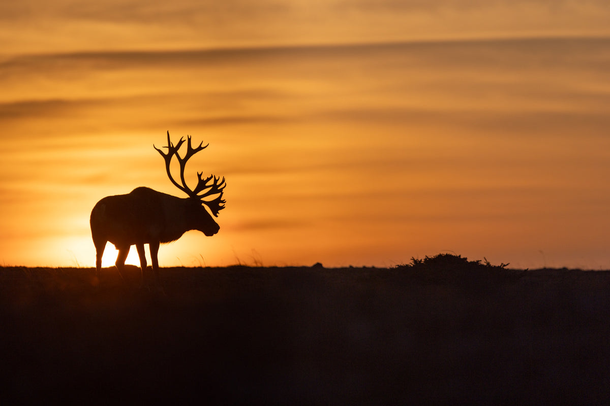 Silhouette d’un grand caribou aux bois imposants devant un soleil levant aux teintes dorées