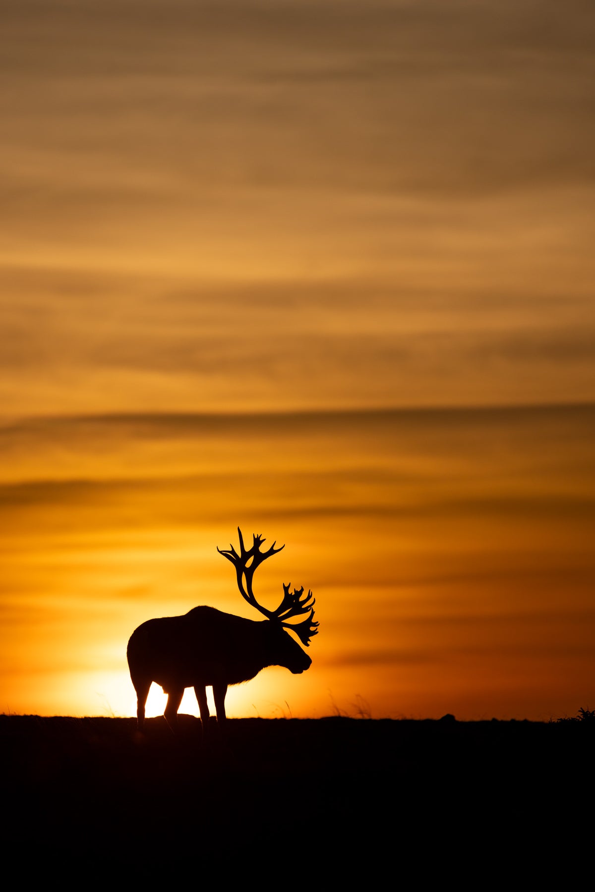 Silhouette d’un grand caribou aux bois imposants devant un soleil levant aux teintes dorées
