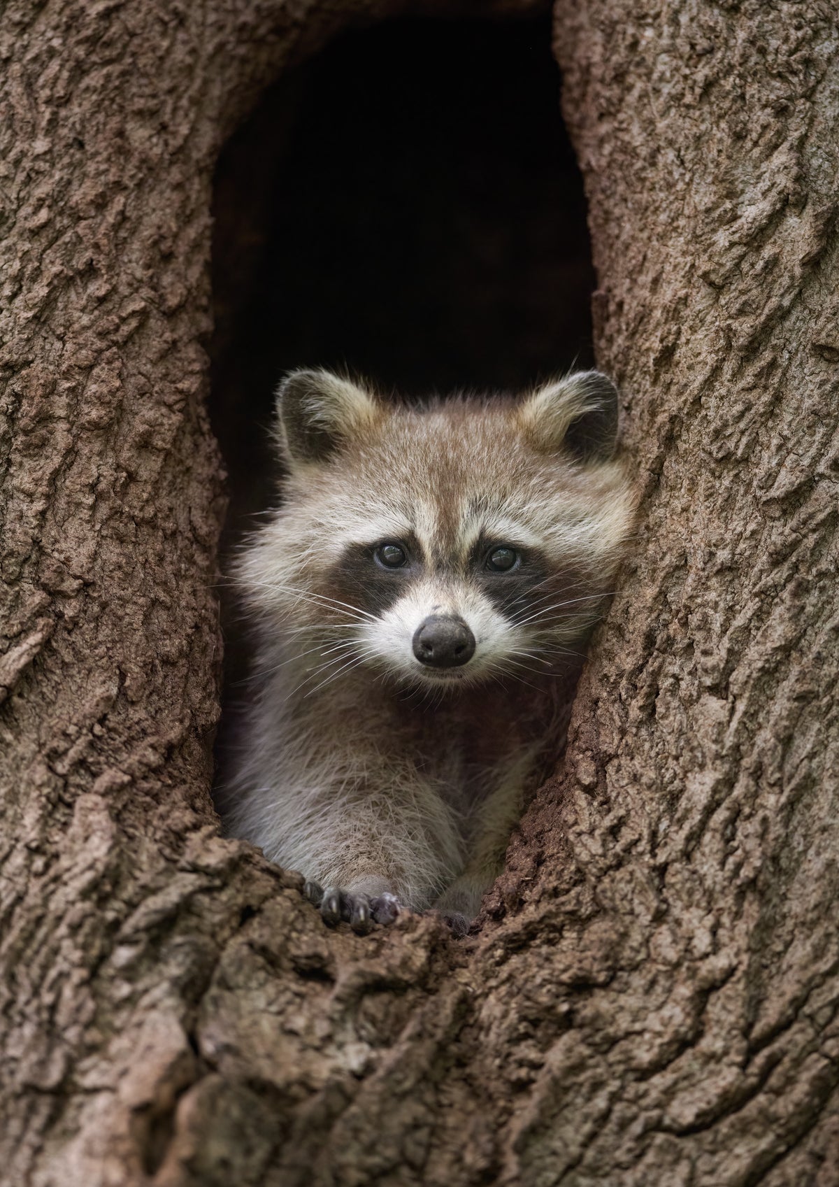Maman raton laveur installée à l’entrée du creux d’un arbre pour empêcher ses petits de sortir du refuge.
