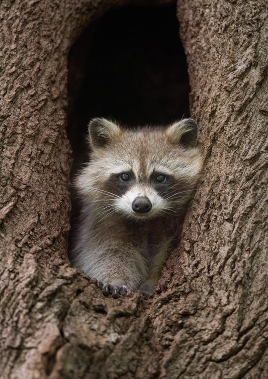 Maman raton laveur installée à l’entrée du creux d’un arbre pour empêcher ses petits de sortir du refuge.