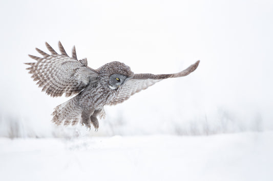 Chouette lapone en plein vol, ailes largement déployées et serres au-dessus de la neige, dans un paysage hivernal blanc du Québec.