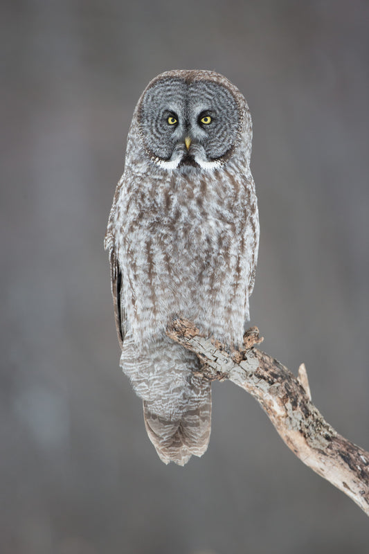 Chouette lapone perchée sur une branche, photographiée en portrait sur un fond gris uniforme. Son plumage gris et brun se fond dans l'arrière-plan, tandis que ses yeux jaunes ressortent.