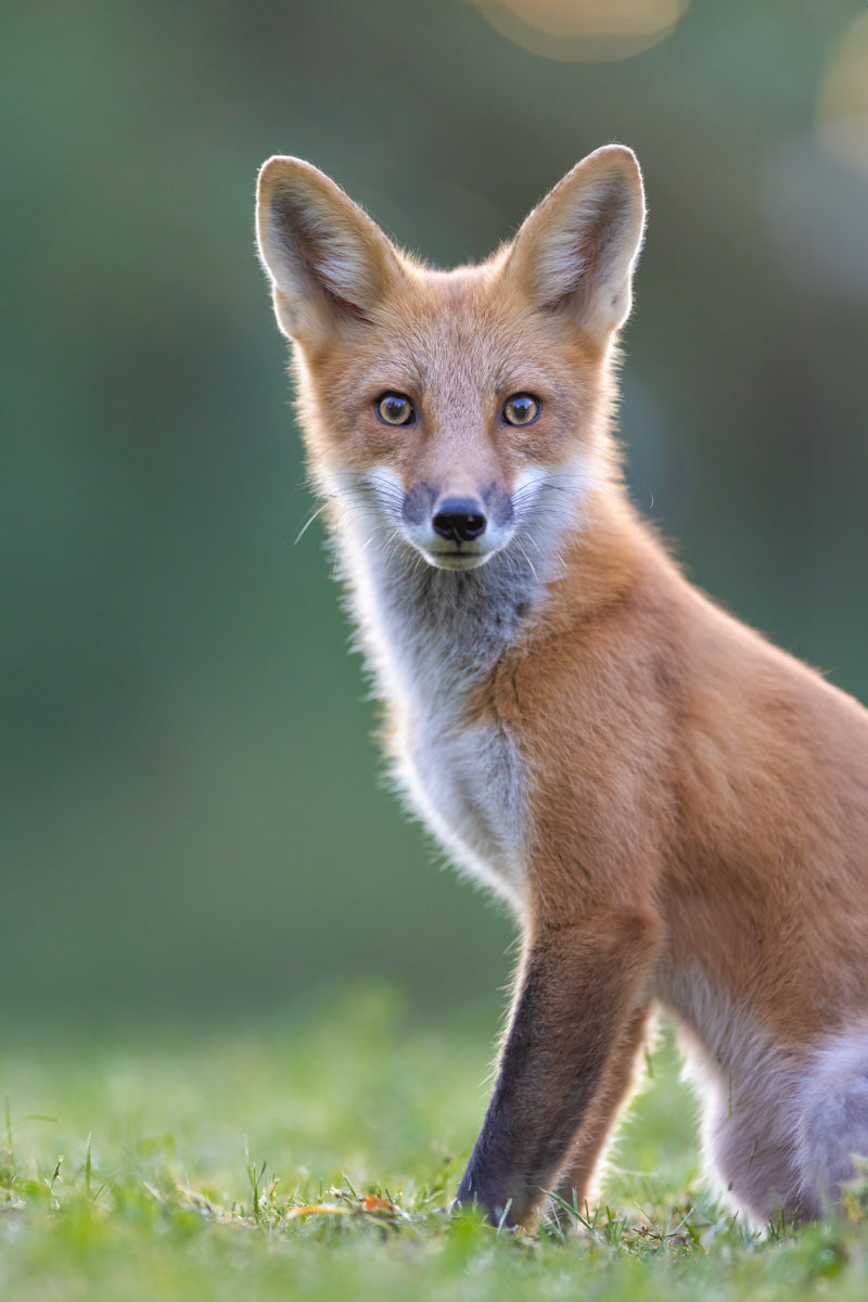 Portrait d’un renard roux regardant directement vers l’objectif, éclairé par une douce lumière matinale en contre-jour.
