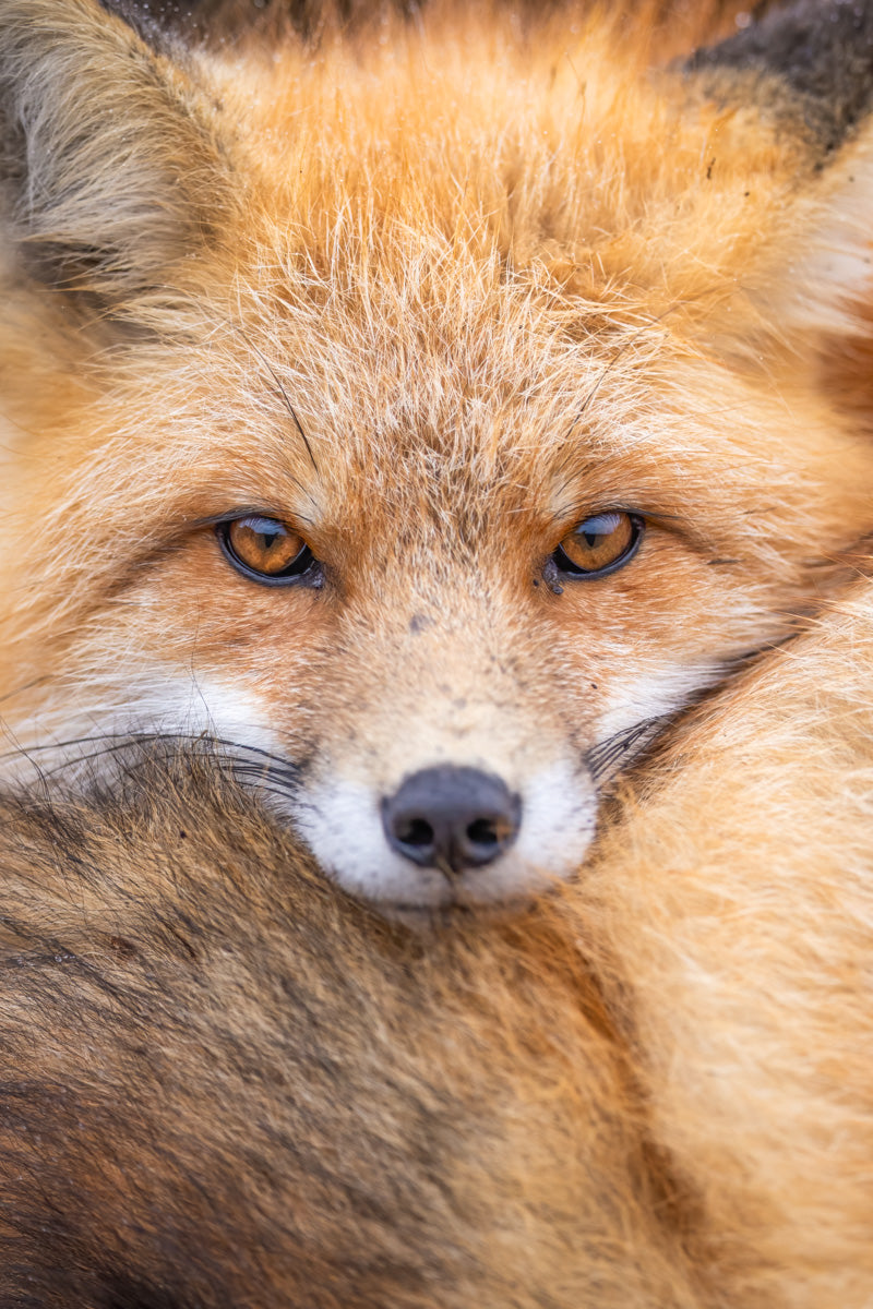 Gros plan d’un renard roux blotti dans son pelage, fixant l’objectif de son regard ambré.