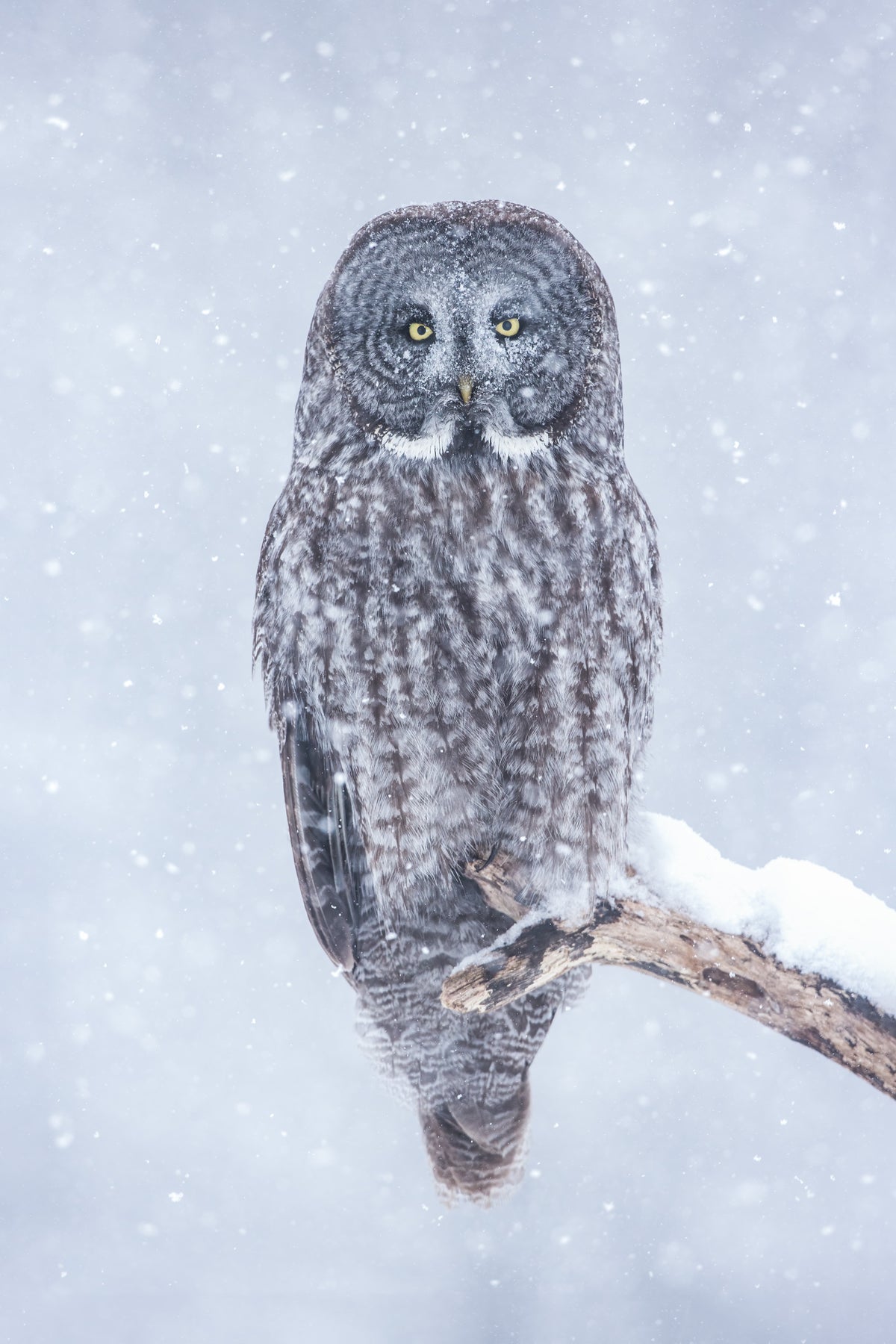 Chouette lapone perchée sur une branche enneigée au Québec, le visage couvert de flocons, sous une chute de neige hivernale.