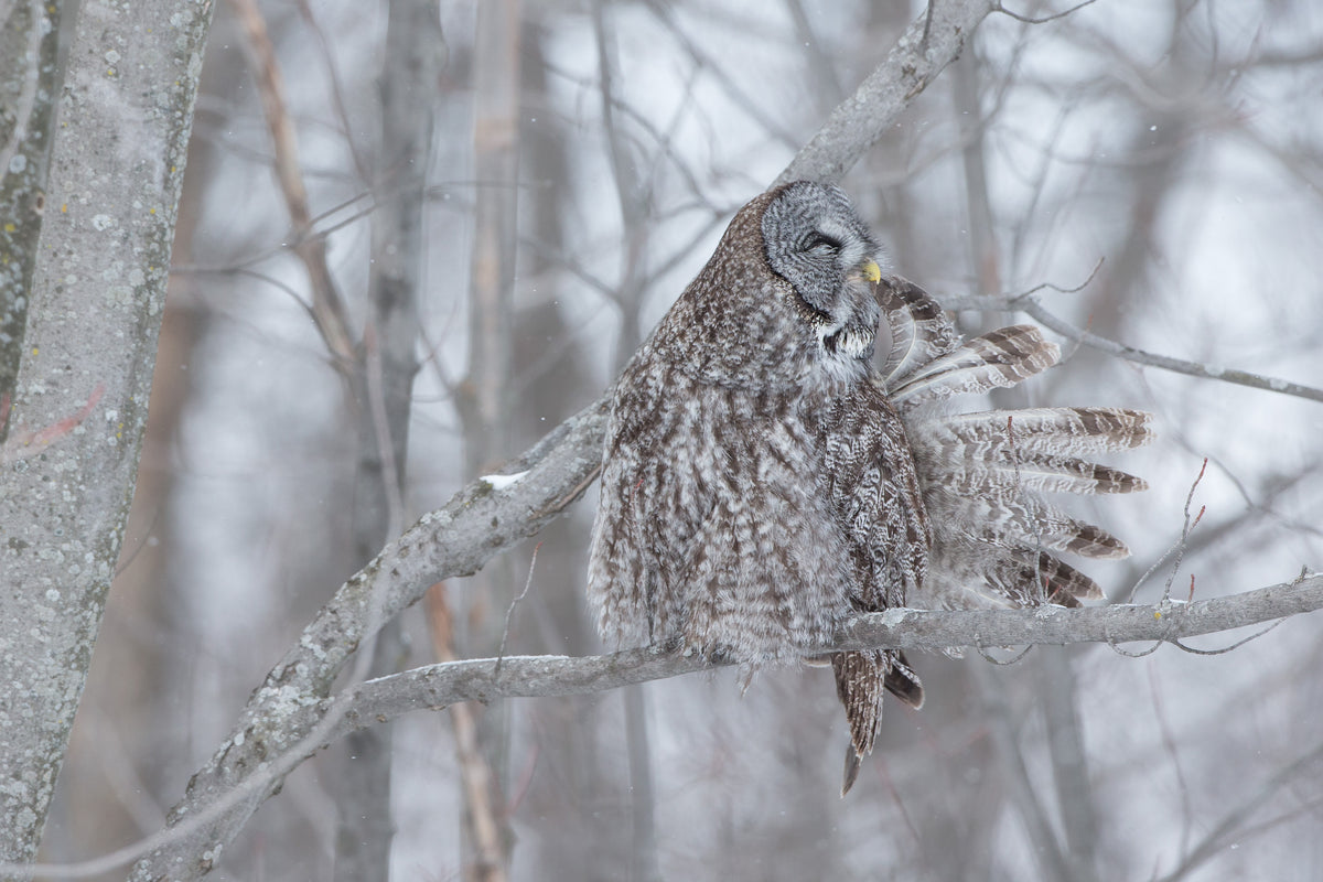 Chouette lapone perchée sur une branche dans une forêt enneigée du Québec, les yeux fermés et les plumes de sa queue déployées en éventail.