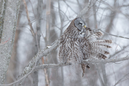 Chouette lapone perchée sur une branche dans une forêt enneigée du Québec, les yeux fermés et les plumes de sa queue déployées en éventail.