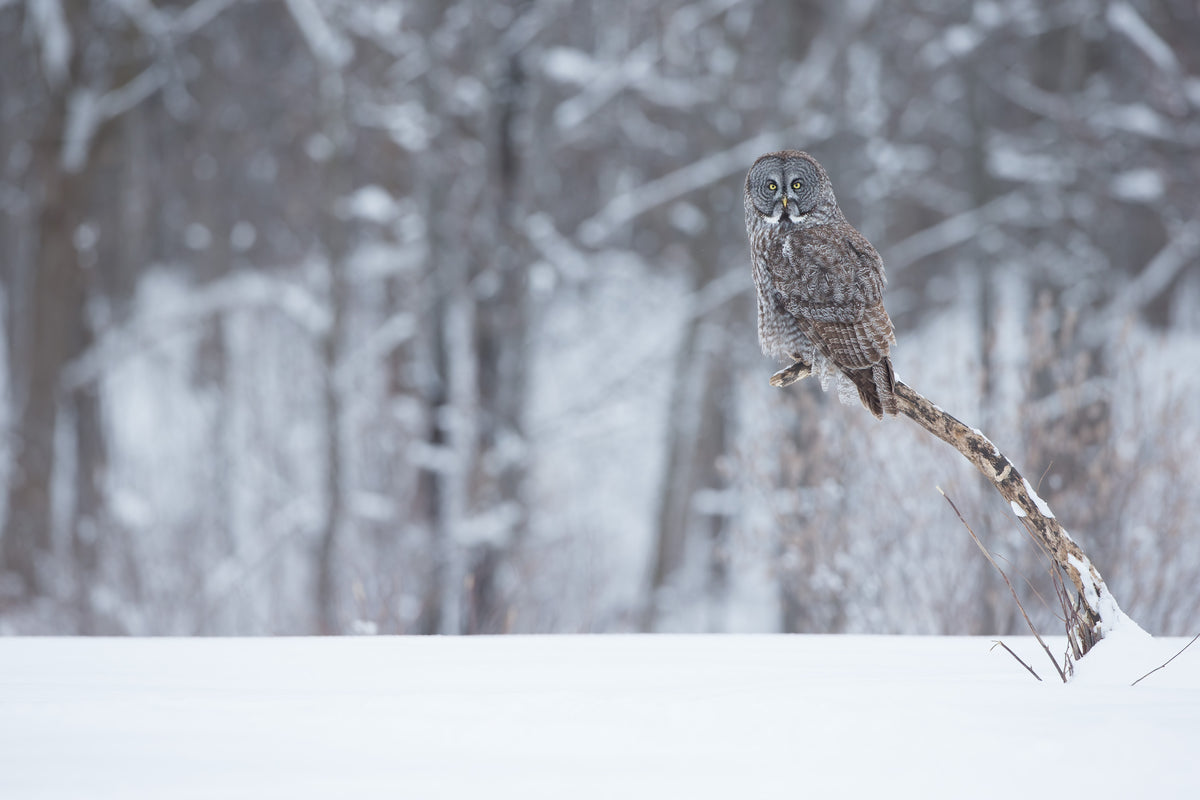 Chouette lapone perchée sur une branche inclinée au-dessus de la neige, dans une forêt hivernale du Québec, avec un vaste paysage enneigé en arrière-plan.