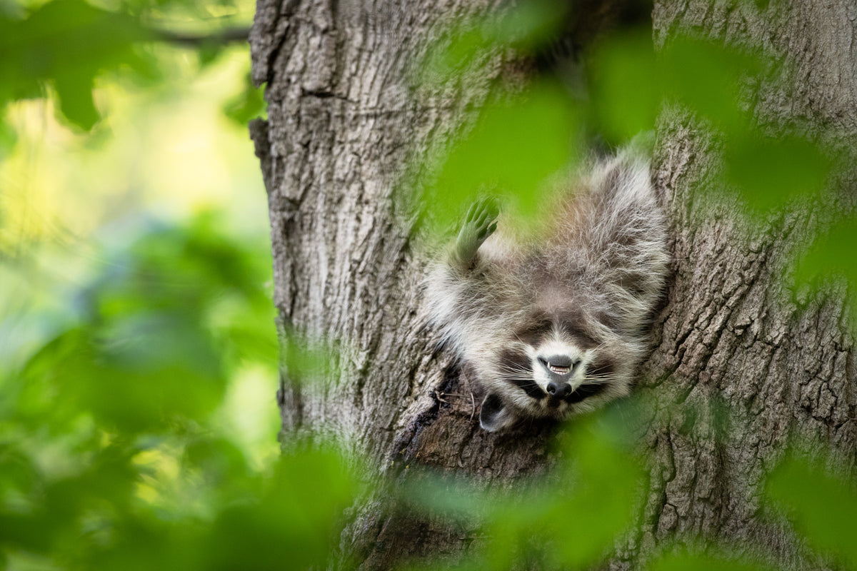 Raton laveur endormi la tête à l’envers à la sortie du creux d’un arbre, une patte en l’air.