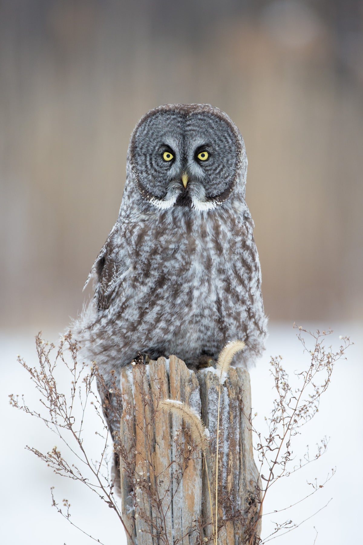 Chouette lapone au plumage ébouriffé et aux yeux jaunes, perchée sur une vieille souche de bois entourée d'herbes sèches dans un paysage hivernal du Québec.