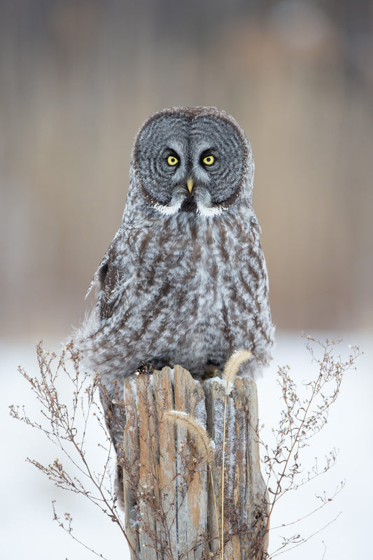 Chouette lapone au plumage ébouriffé et aux yeux jaunes, perchée sur une vieille souche de bois entourée d'herbes sèches dans un paysage hivernal du Québec.