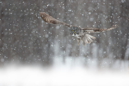 Chouette lapone volant de face, ailes largement déployées et yeux jaunes visibles, au milieu des flocons dans une forêt enneigée du Québec.