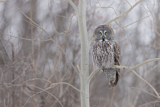 Chouette lapone perchée dans une forêt hivernale du Québec, entourée de branches nues, au regard jaune intense.