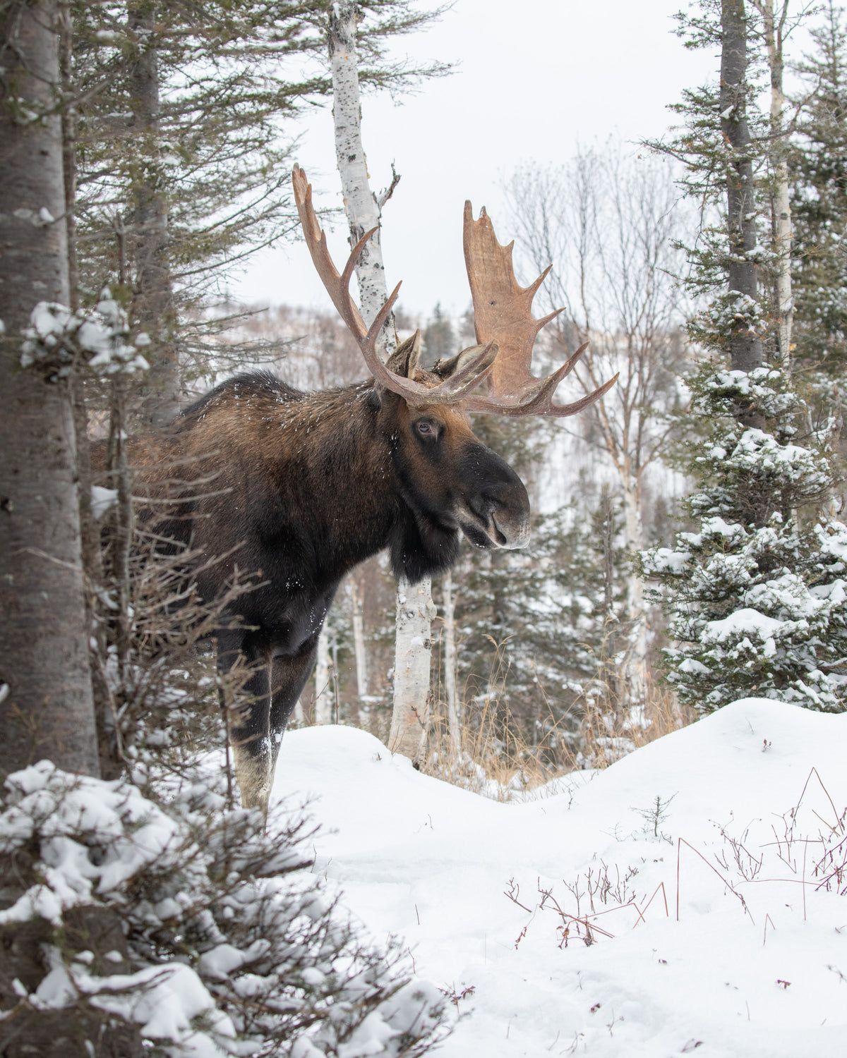Grand orignal mâle aux imposants bois dans une forêt enneigée des régions montagneuses de la Gaspésie, au Québec.